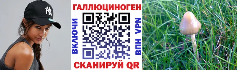 цены   Ленинск  Галлюциногенные грибы Magic Shrooms 